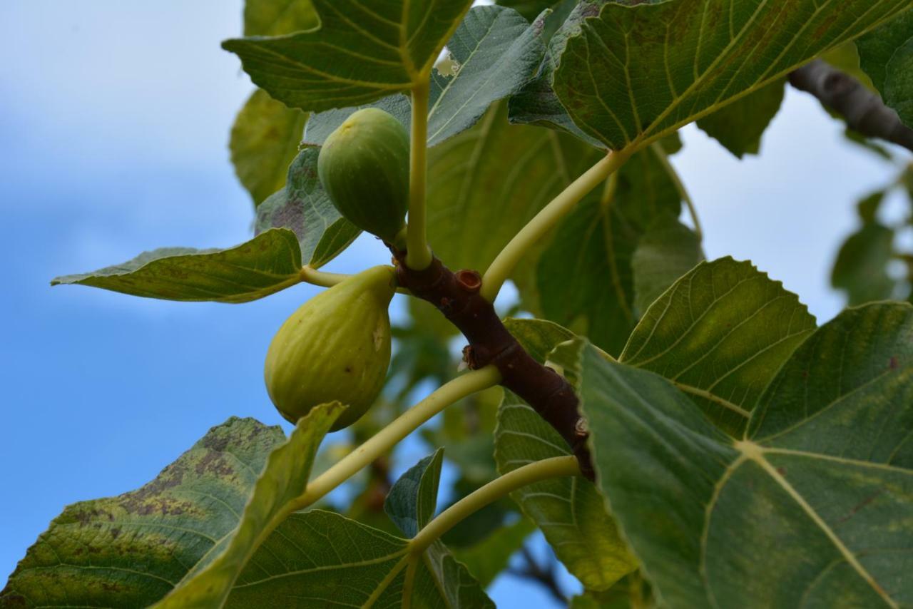 Casale Dionisia, Santa Maria Di Castellabate, Appartamento Iris Bagian luar foto